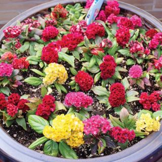 Brainiac Mix Celosia Thumbnail